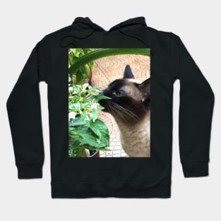 Vegan Siamese cat Hoodie